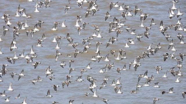 Малый песочник - ML643408860