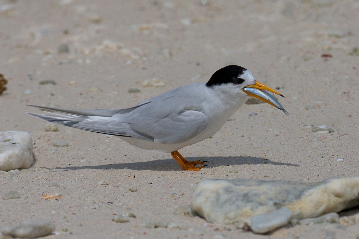Australian Fairy Tern - ML643408861
