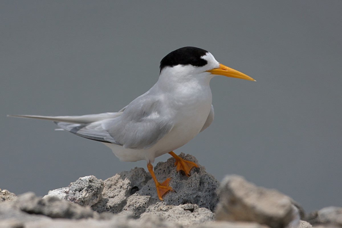 Australian Fairy Tern - ML643408862