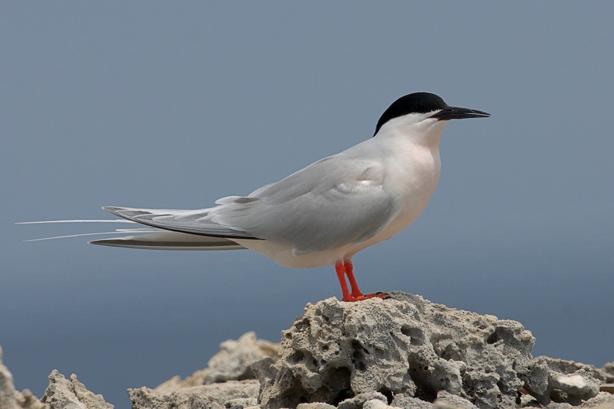 Roseate Tern - ML643408866