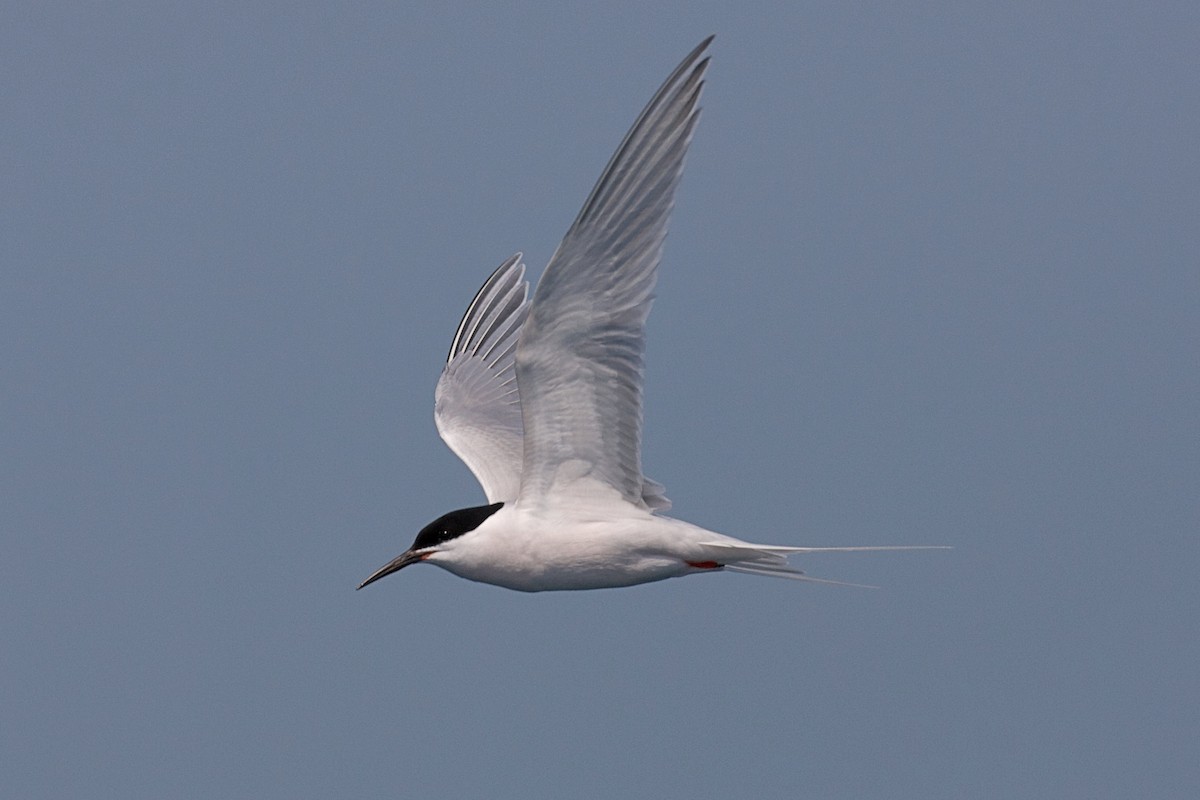 Roseate Tern - ML643408867