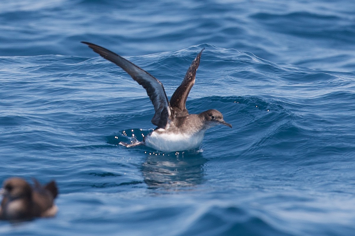 Puffin de Hutton - ML643408874