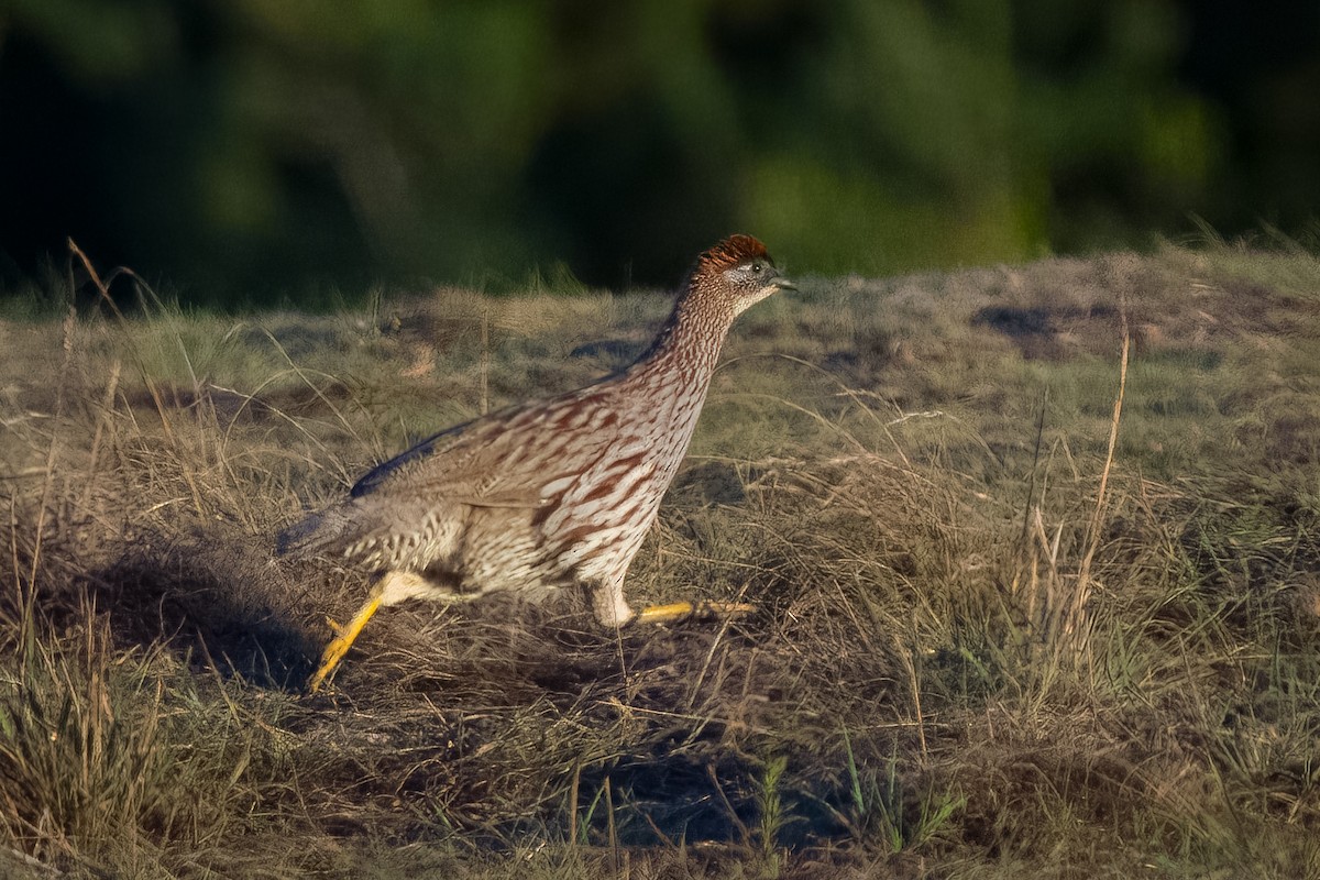 Francolin d'Erckel - ML643408875