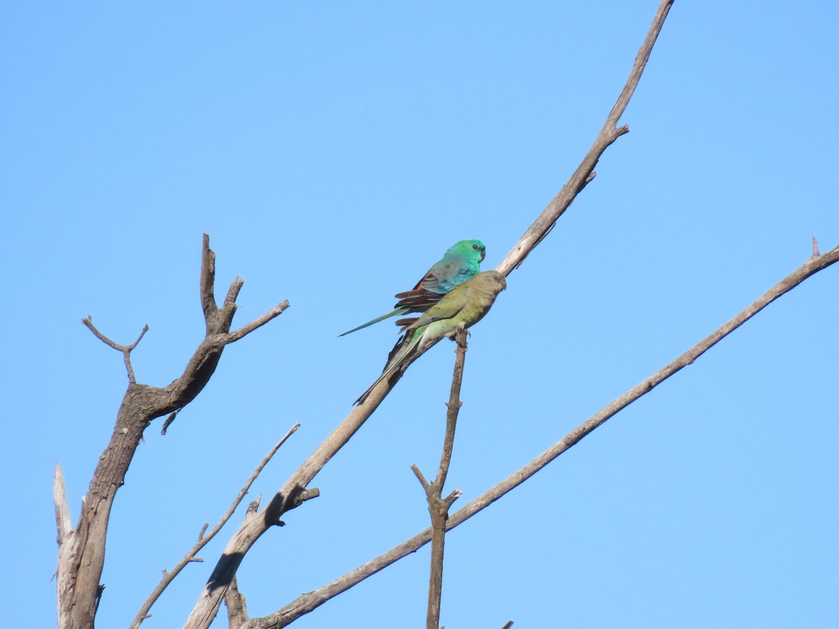 Red-rumped Parrot - ML643408878