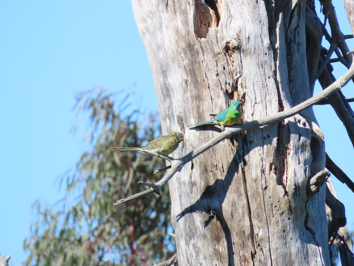 Red-rumped Parrot - ML643408879