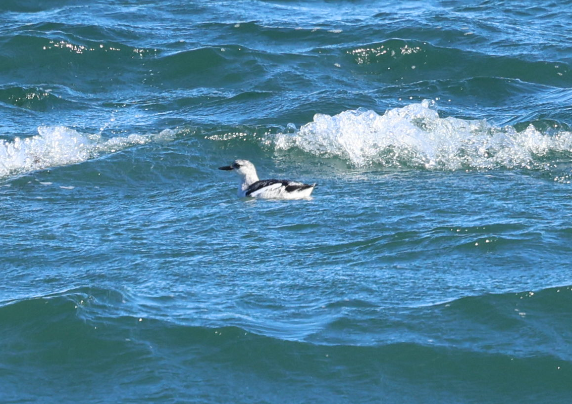 Black Guillemot - ML643408885