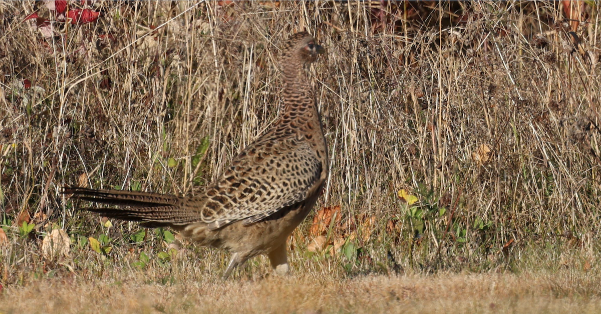 Ring-necked Pheasant - ML643408886