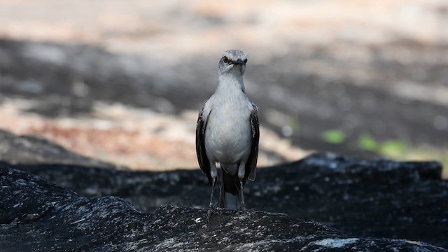 Tropenspottdrossel - ML643408888