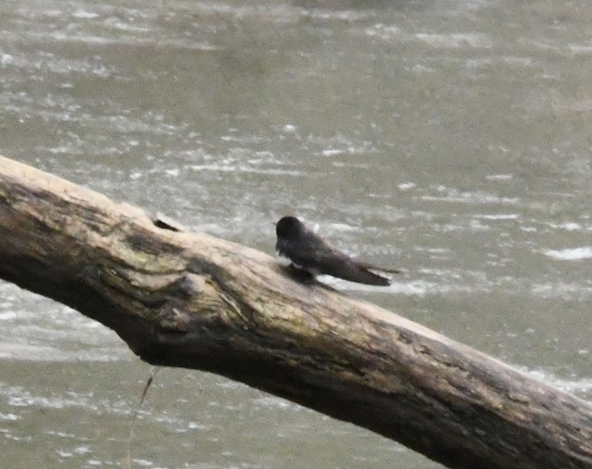 White-banded Swallow - ML643408891