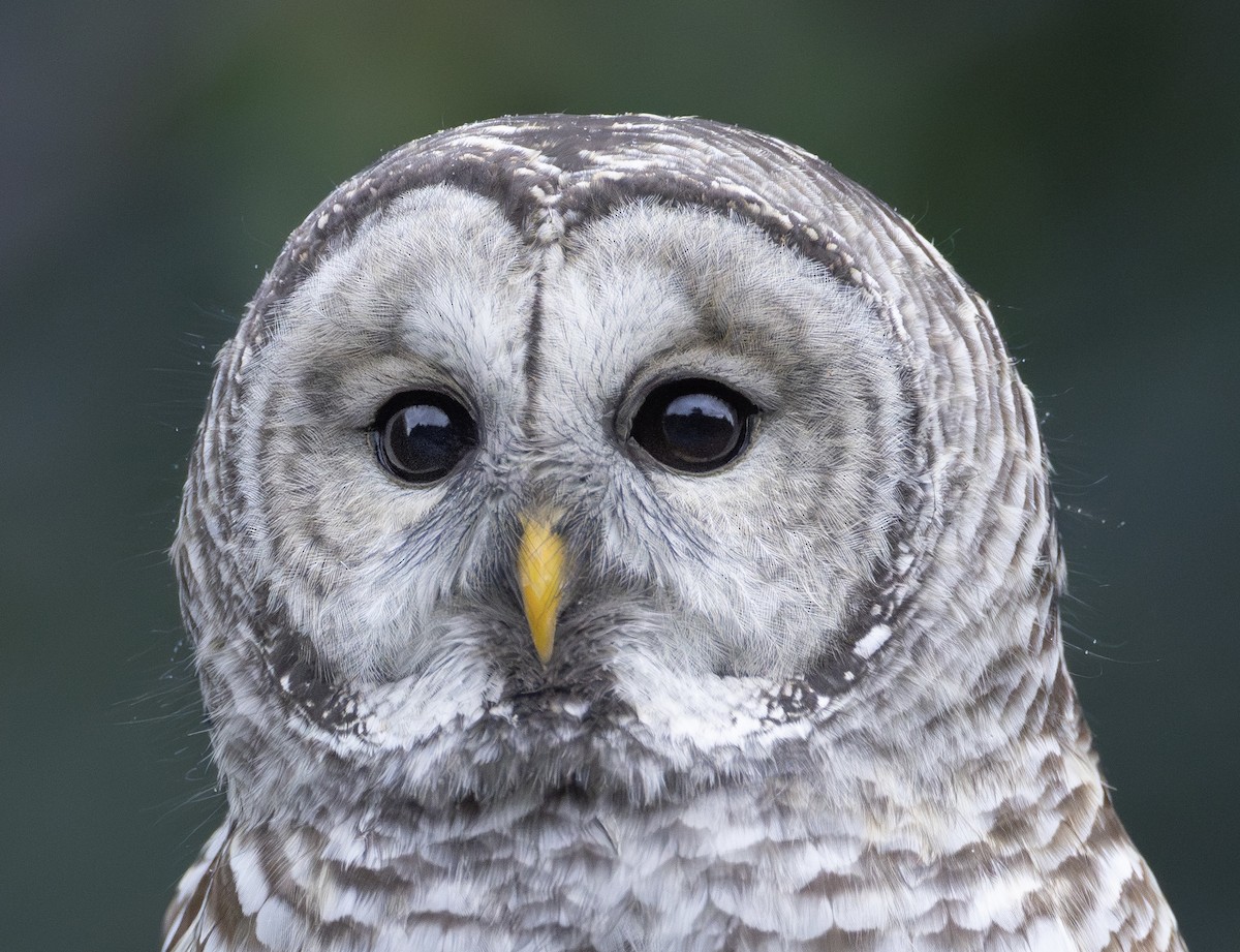 Barred Owl - ML643408896