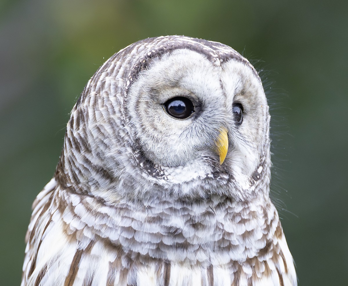 Barred Owl - ML643408897