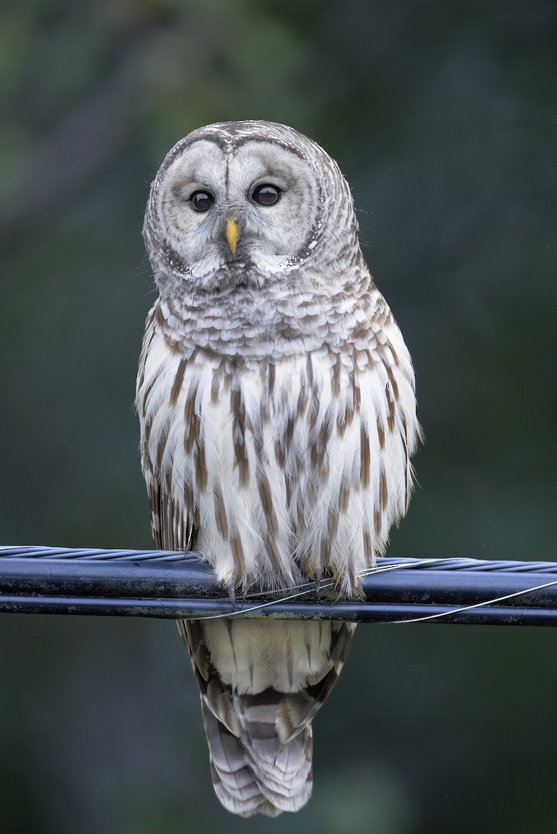 Barred Owl - ML643408898