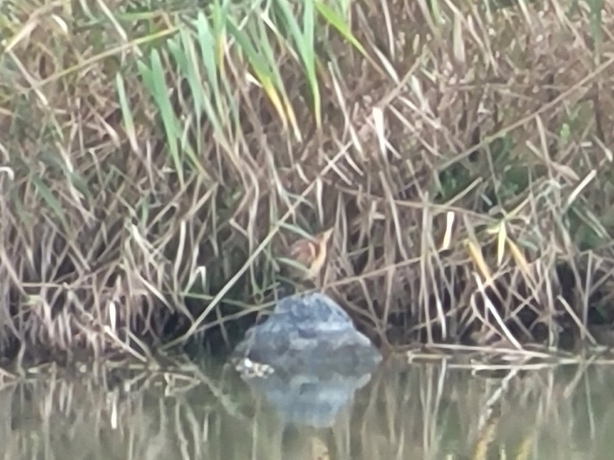 Schrenck's Bittern - ML643408900