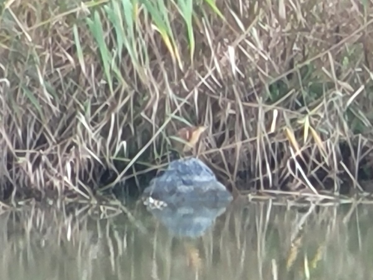 Schrenck's Bittern - ML643408901