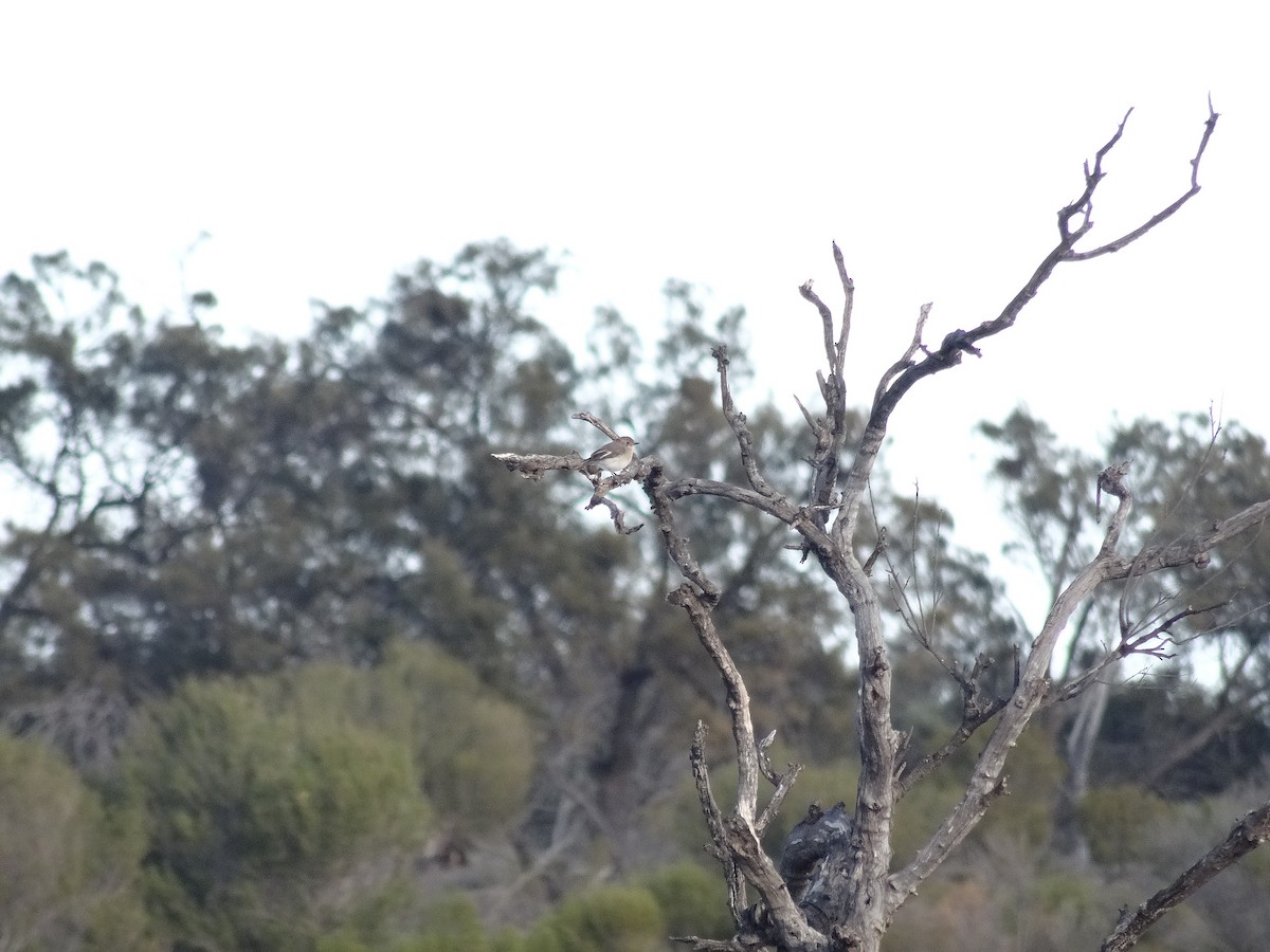 Red-capped Robin - ML643408902