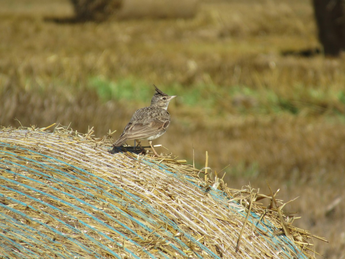 Crested Lark - ML643408907