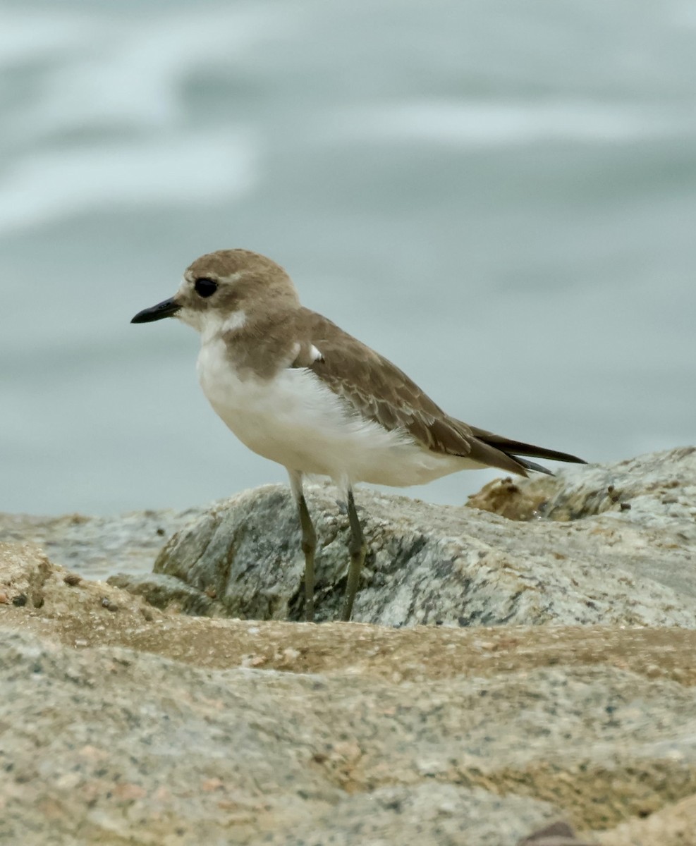 Tibetan Sand-Plover - ML643408910