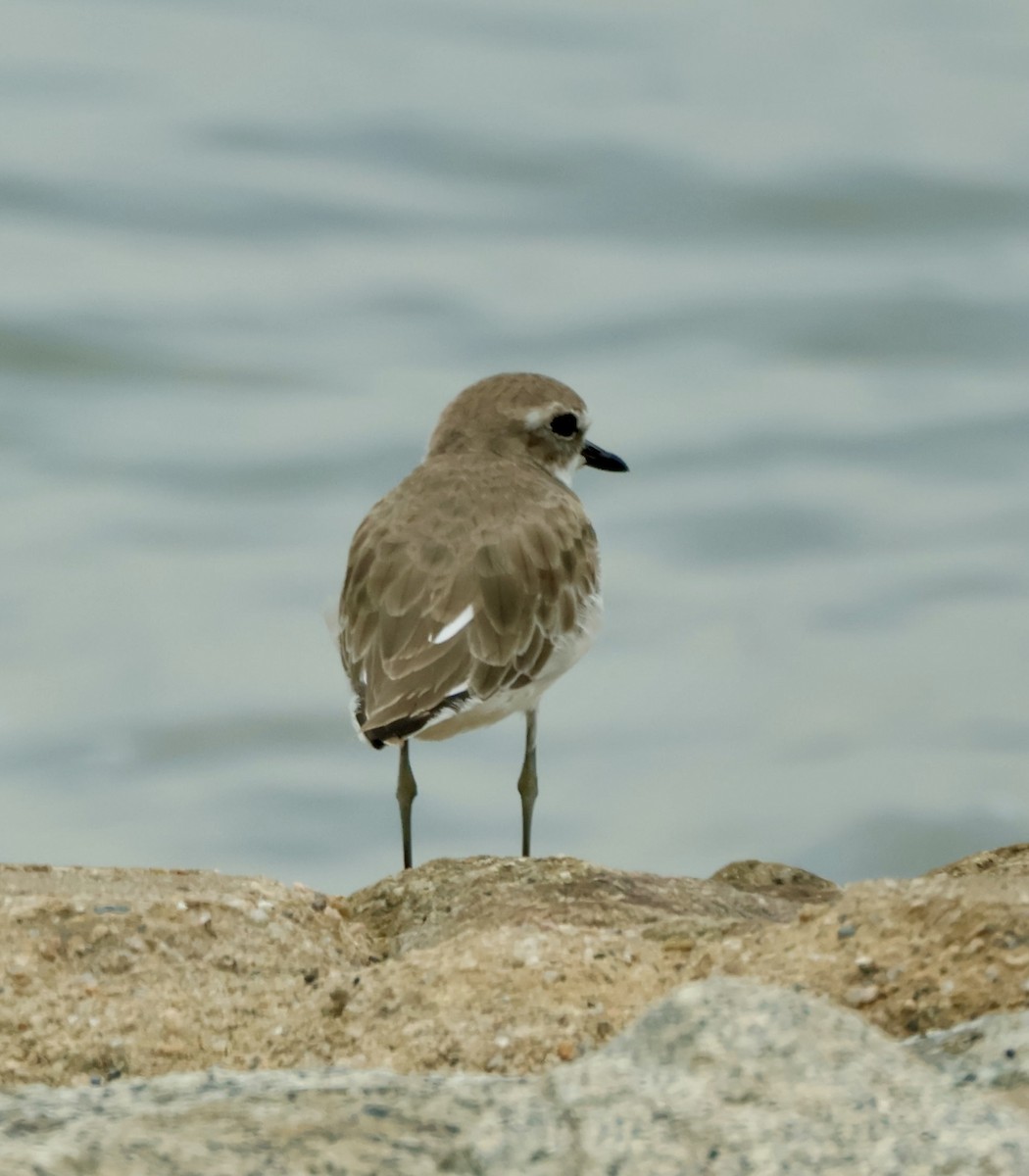 Tibetan Sand-Plover - ML643408911
