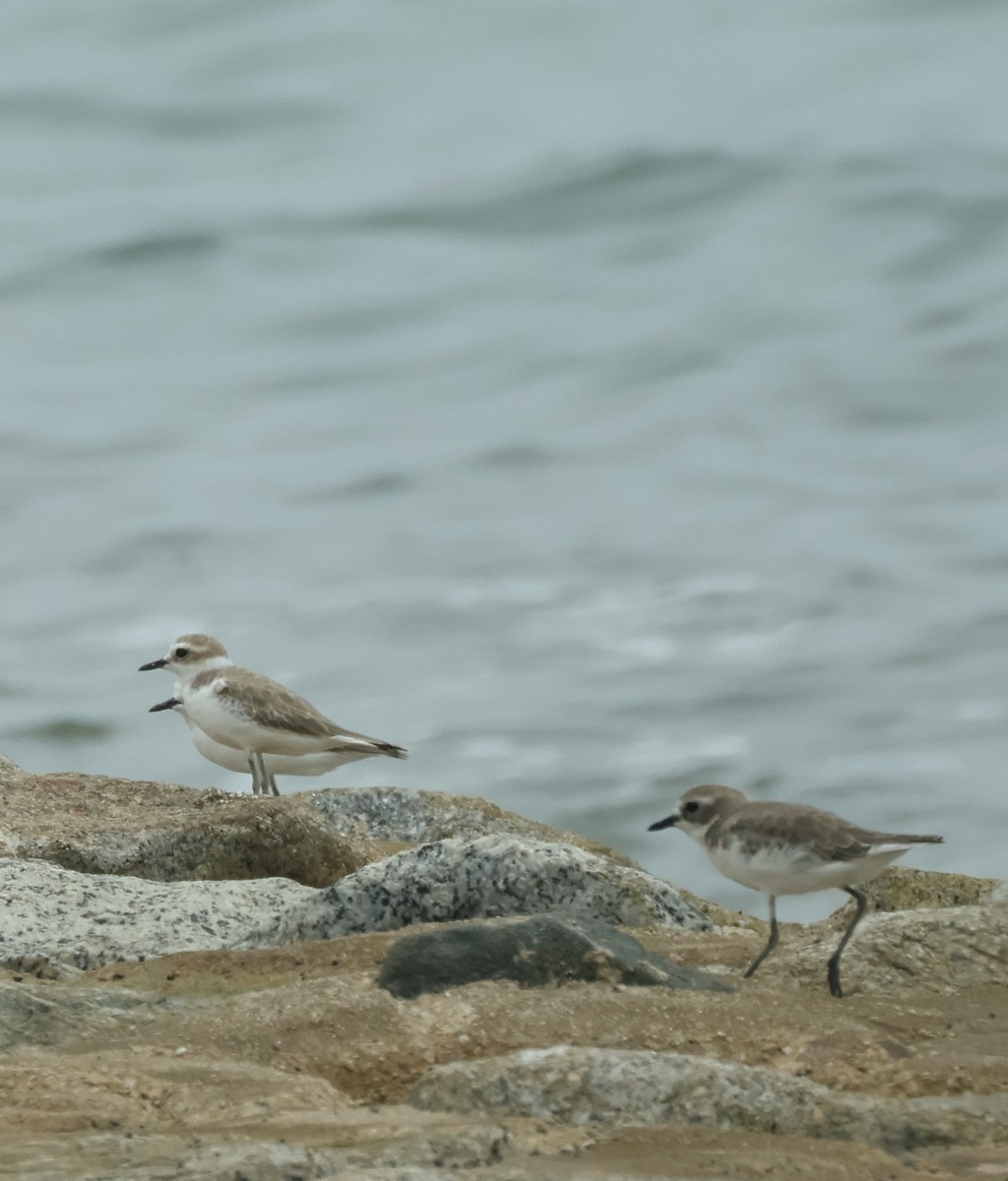 Tibetan Sand-Plover - ML643408912