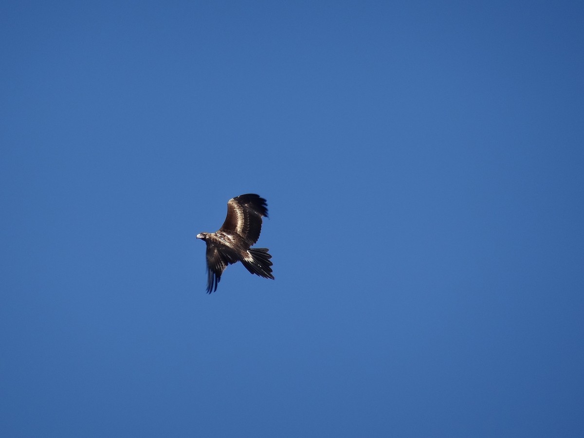Wedge-tailed Eagle - ML643408918