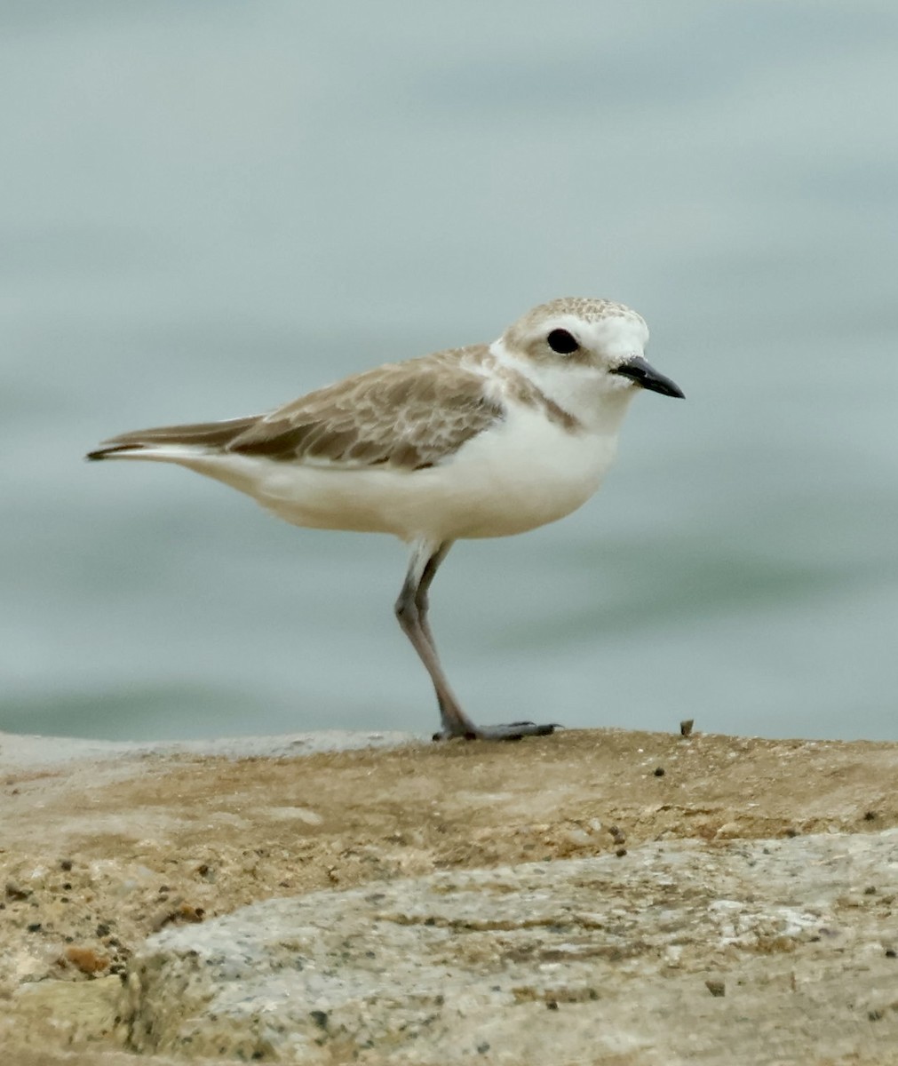 White-faced Plover - ML643408922