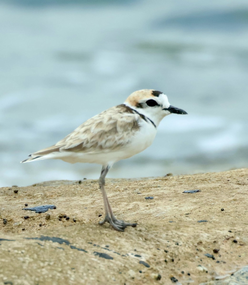 Malaysian Plover - ML643408926