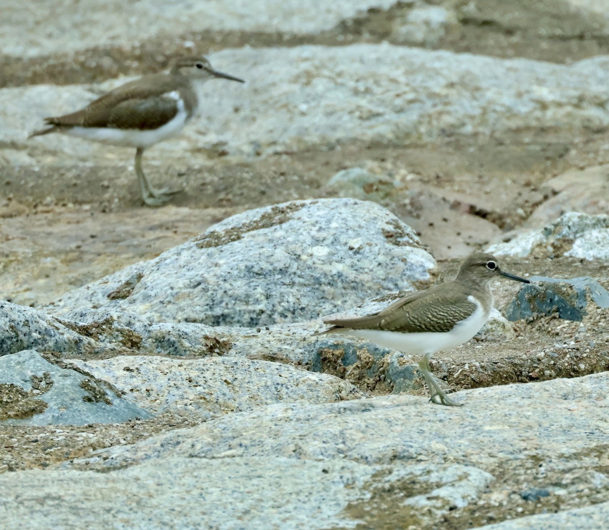 Common Sandpiper - ML643408931