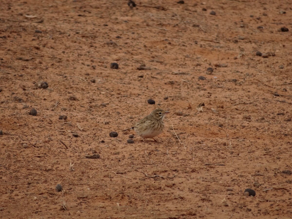 Australian Pipit - ML643408932