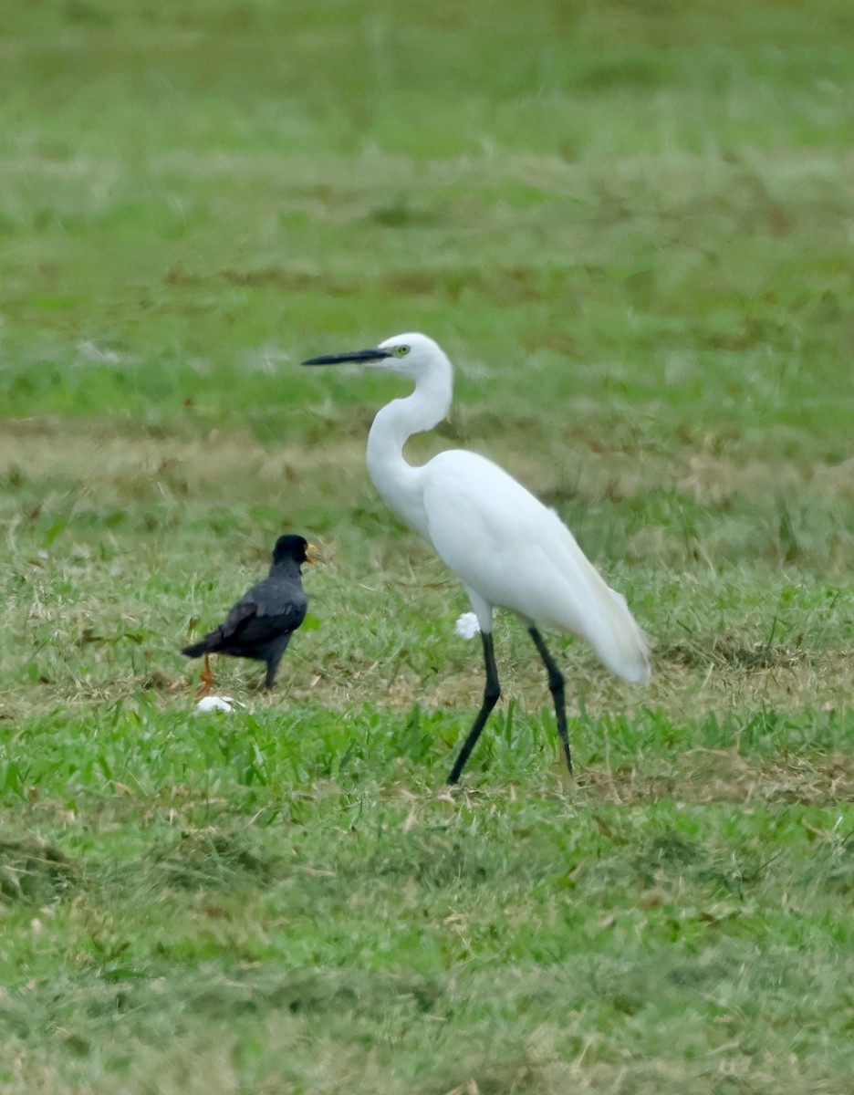 Little Egret - ML643408933