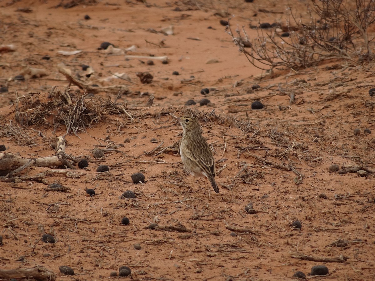 Australian Pipit - ML643408940