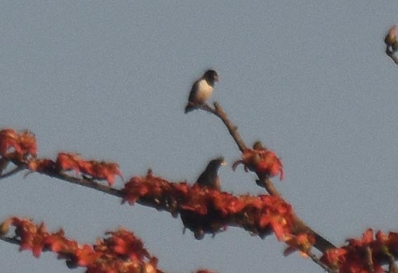 Great Myna - ML643408941