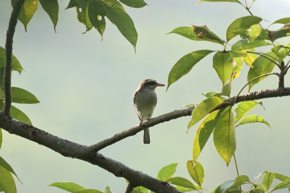 Common Woodshrike - ML643408942