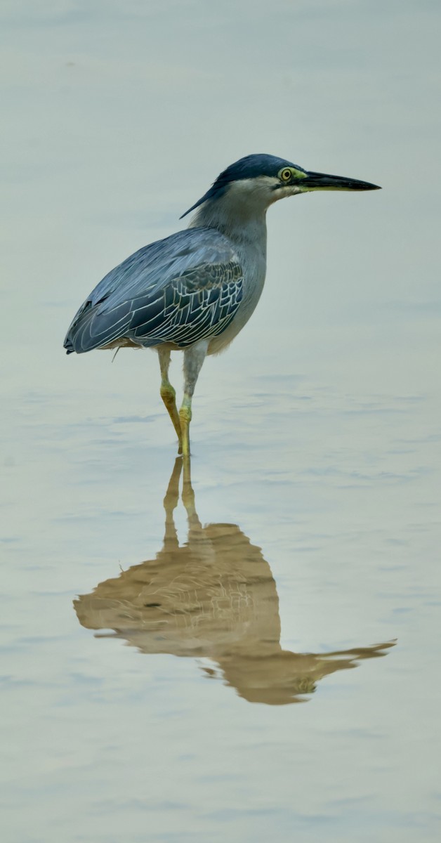 Striated Heron - ML643408943