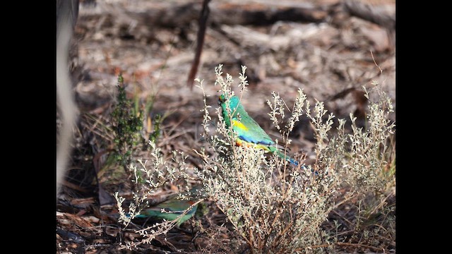 Mulga Parrot - ML643408947