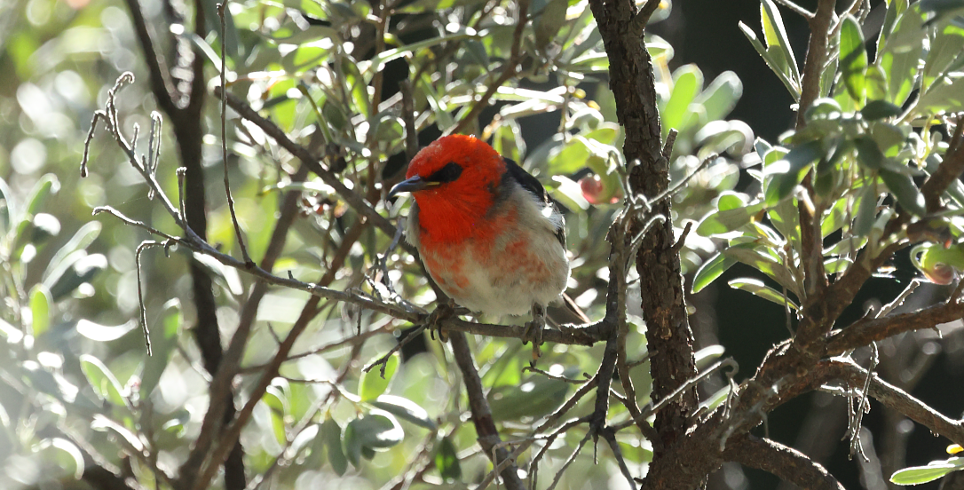 Scarlet Myzomela - ML643408952