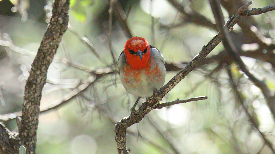 Scarlet Myzomela - ML643408953