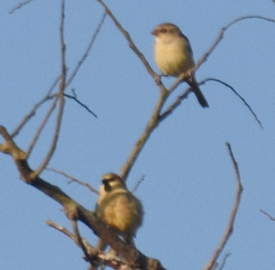 Plain-backed Sparrow - ML643408960