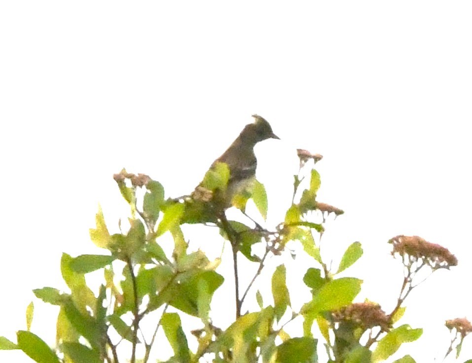 Mottle-backed Elaenia - ML643408971