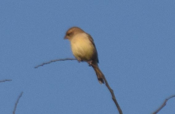 Plain-backed Sparrow - ML643408975