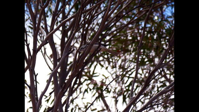 Striped Honeyeater - ML643408986
