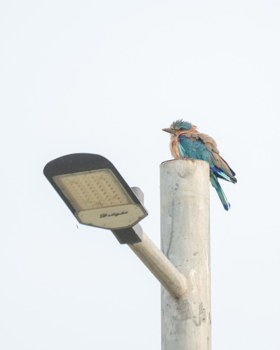 Indian Roller - ML643408991