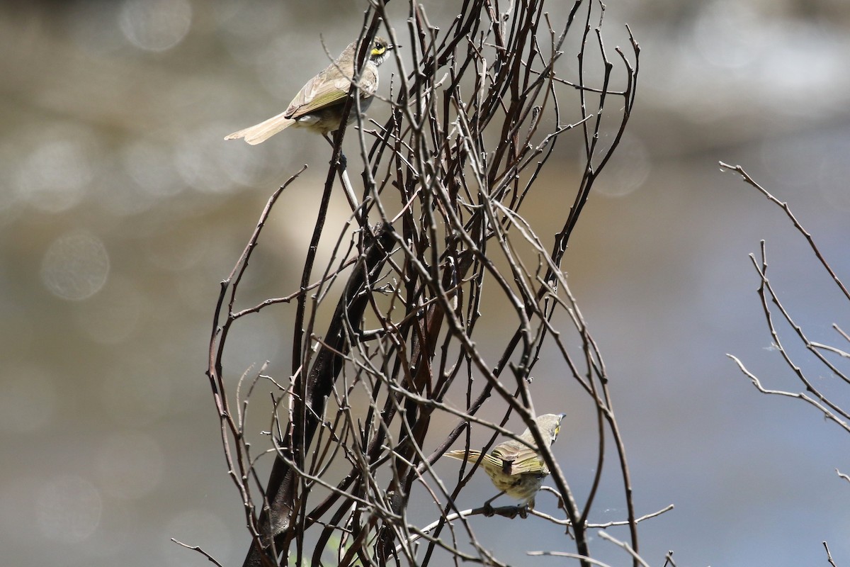 Yellow-faced Honeyeater - ML643409017