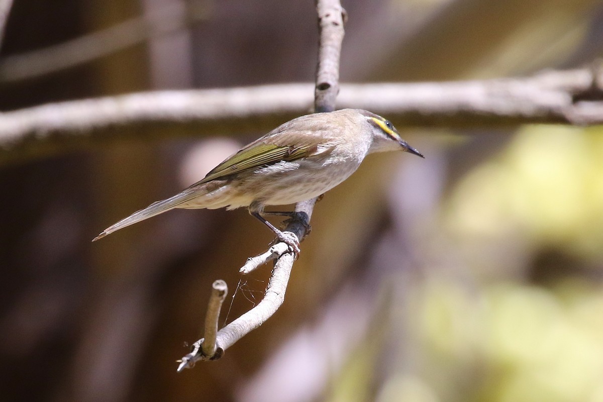 Yellow-faced Honeyeater - ML643409018