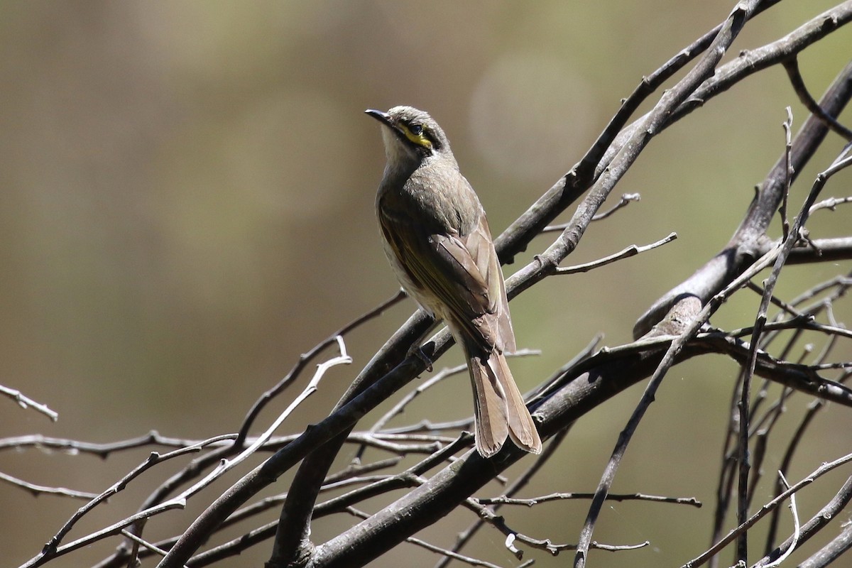 Yellow-faced Honeyeater - ML643409019