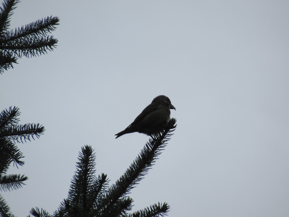 Red Crossbill - ML643409024