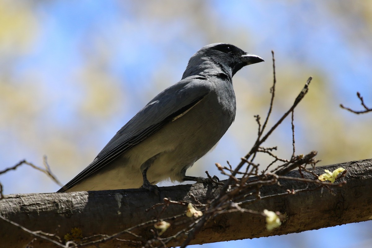 Black-faced Cuckooshrike - ML643409025