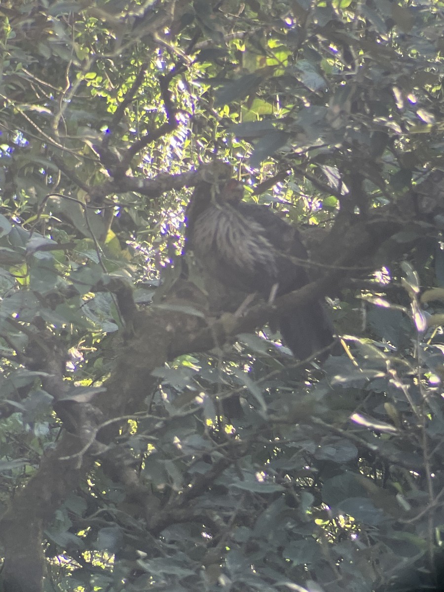 Kalij Pheasant - ML643409051