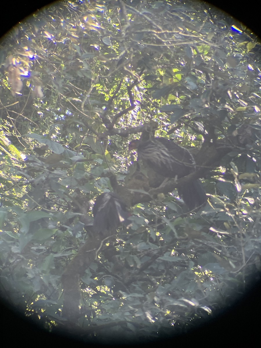Kalij Pheasant - ML643409052