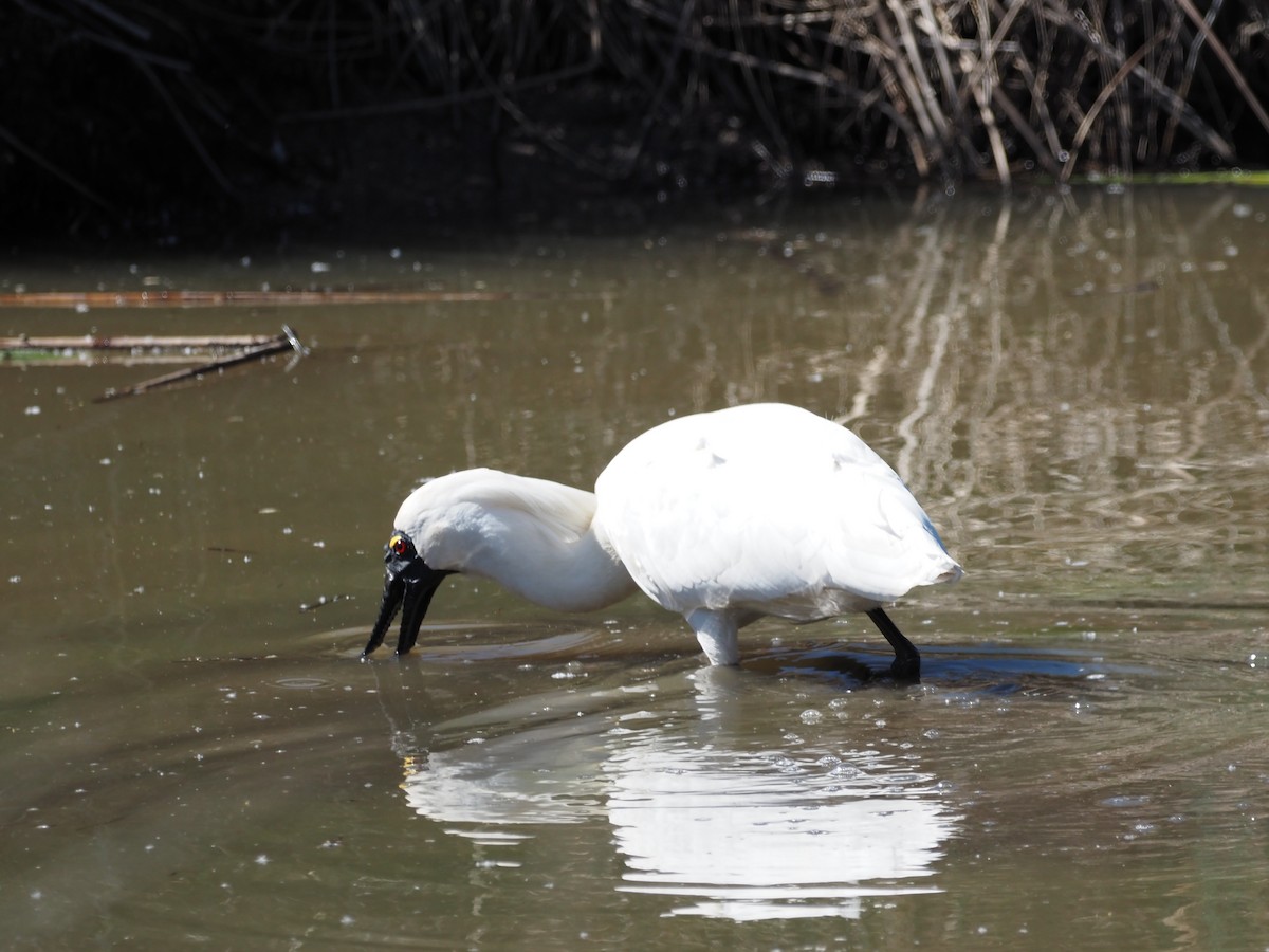 Royal Spoonbill - ML643409053