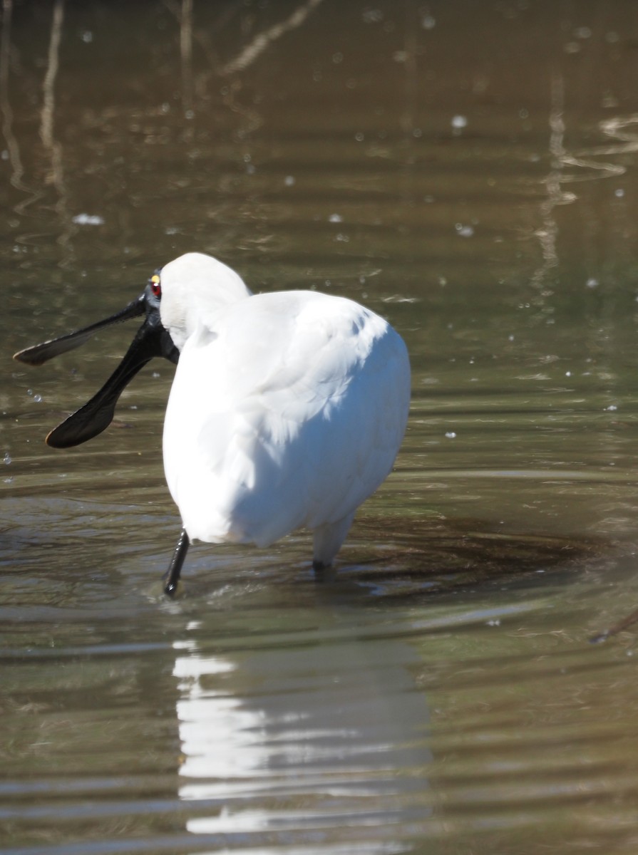 Royal Spoonbill - ML643409054